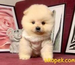 Orj. TeddyBear POMERIAN Bebeklerimiz - 3