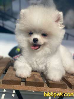Orj. POMERIAN BOO Bebeklerimiz - 3