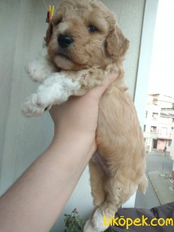 Orj Poodle Bebekler 2
