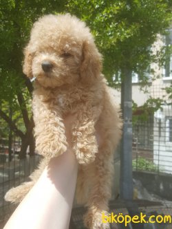 Orj Poodle Bebekler 3