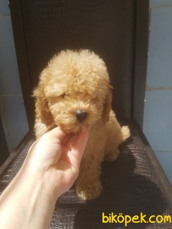 Orj Poodle Bebekler 1