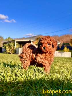 Orj. Red Poodle Bebeklerimiz İSTANBUL 2