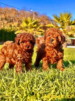 Orj. Red Poodle Bebeklerimiz İSTANBUL 2