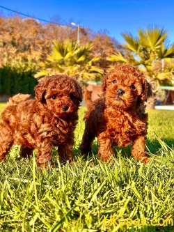 Orj. Red Poodle Bebeklerimiz İSTANBUL 1