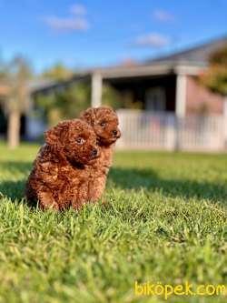 Orj. Red Poodle Bebeklerimiz İSTANBUL 3