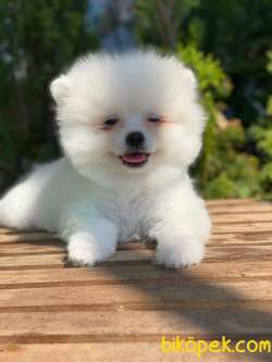 Orj.  TEDDY BEAR POMERİAN BOO BEBEKLERİMİZ 3