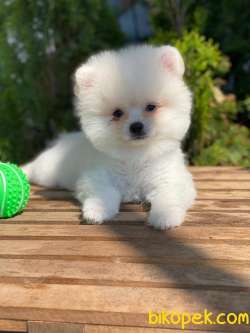 Orj.  TEDDY BEAR POMERİAN BOO BEBEKLERİMİZ 4