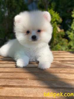 Orj.  TEDDY BEAR POMERİAN BOO BEBEKLERİMİZ 1
