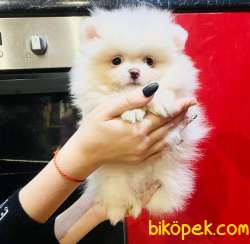 Orj. TeddyBear POMERIAN Bebeklerimiz - 1
