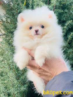 Orj. TeddyBear POMERIAN Bebeklerimiz - 5
