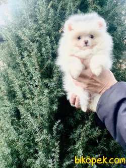 Orj. TeddyBear POMERIAN Bebeklerimiz - 3