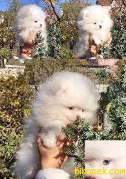 Orj. TeddyBear POMERIAN Bebeklerimiz - 4