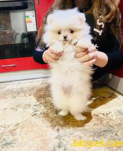 Orj. TeddyBear POMERIAN Bebeklerimiz - 2