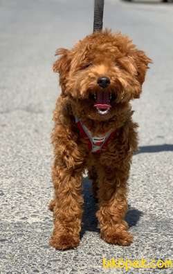 ORJİ̇NAL TOY POODLE RED BROWN ERKEK YAVRUMUZ 3