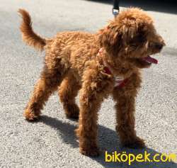 ORJİ̇NAL TOY POODLE RED BROWN ERKEK YAVRUMUZ 4