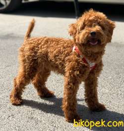 ORJİ̇NAL TOY POODLE RED BROWN ERKEK YAVRUMUZ 5