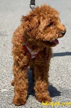 ORJİ̇NAL TOY POODLE RED BROWN ERKEK YAVRUMUZ 2