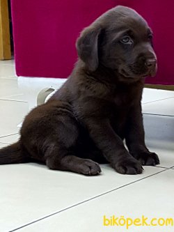 ORJINAK IRK LABRADOR RETRIEVER YAVRULARIMIZ 2