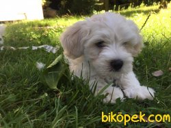Orjinal 0 Numara Maltese 3