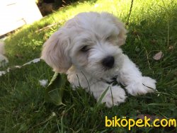 Orjinal 0 Numara Maltese 2