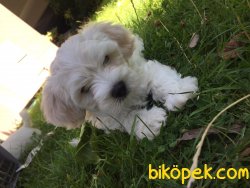 Orjinal 0 Numara Maltese 1