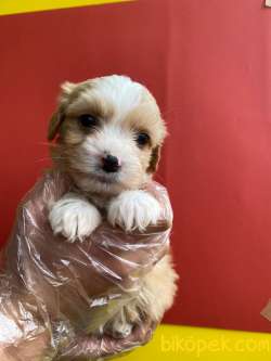ORJİNAL 0 NUMARA MALTİPOO YAVRULAR 1