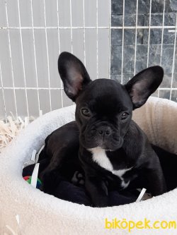 Orjınal A Kalitede French Bulldog Yavruları 5