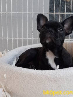 Orjınal A Kalitede French Bulldog Yavruları 2
