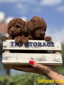 Orjinal Anne Altından Toy Poodle Yavrular 3