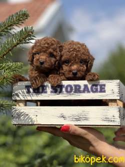 Orjinal Anne Altından Toy Poodle Yavrular 1