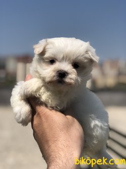 ORJİNAL ANNE BABADAN MALTESE TERRİER YAVRUMUZ 2