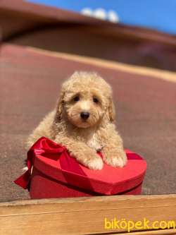 Orjinal Apricot Toy  Poodle Yavrular 1