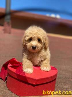 Orjinal Apricot Toy  Poodle Yavrular 1