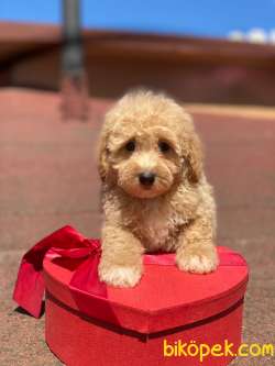 Orjinal Apricot Toy  Poodle Yavrular 3