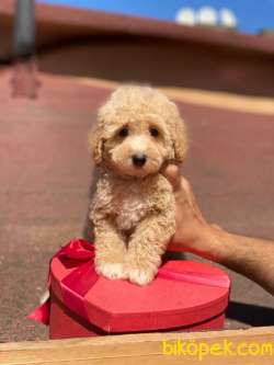 Orjinal Apricot Toy  Poodle Yavrular 4
