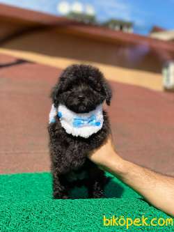 Uygun  Toy  Poodle Yavrular 1