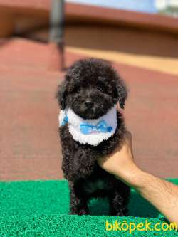 Uygun  Toy  Poodle Yavrular 4