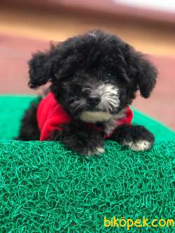 Uygun  Toy  Poodle Yavrular 2