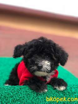 Uygun  Toy  Poodle Yavrular 3