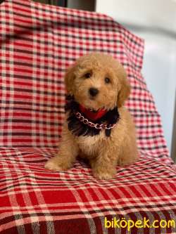 Orjinal Apricot Toy  Poodle Yavrular 3