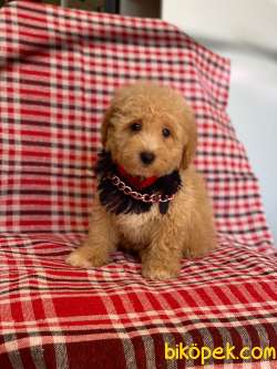Orjinal Apricot Toy  Poodle Yavrular 4