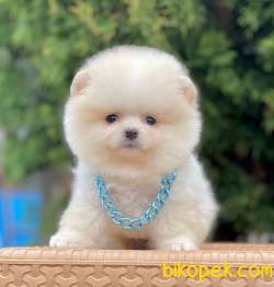 Orjinal Ayı Surat Pomeranian Boo 4