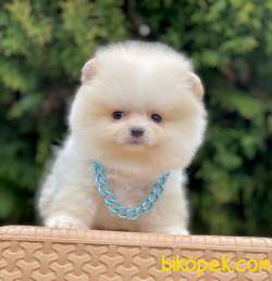 Orjinal Ayı Surat Pomeranian Boo 3