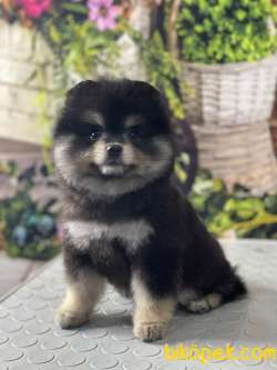 Orjinal Ayı Surat Pomeranian Boo 1