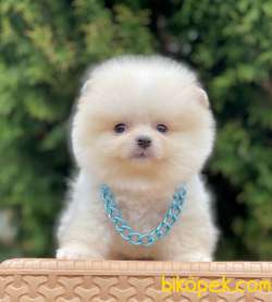 Orjinal Ayı Surat Pomeranian Boo 2