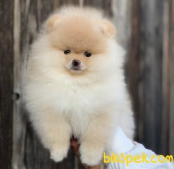 Orjinal Ayı Surat  Pomeranian Boo Yavrularımız 2