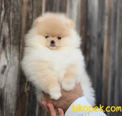 Orjinal Ayı Surat  Pomeranian Boo Yavrularımız 4