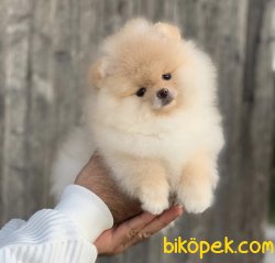 Orjinal Ayı Surat  Pomeranian Boo Yavrularımız 1