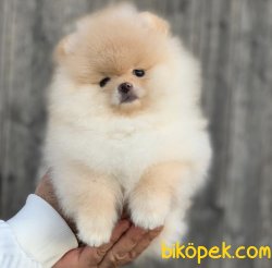 Orjinal Ayı Surat  Pomeranian Boo Yavrularımız 5