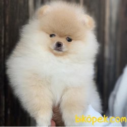 Orjinal Ayı Surat  Pomeranian Boo Yavrularımız 3